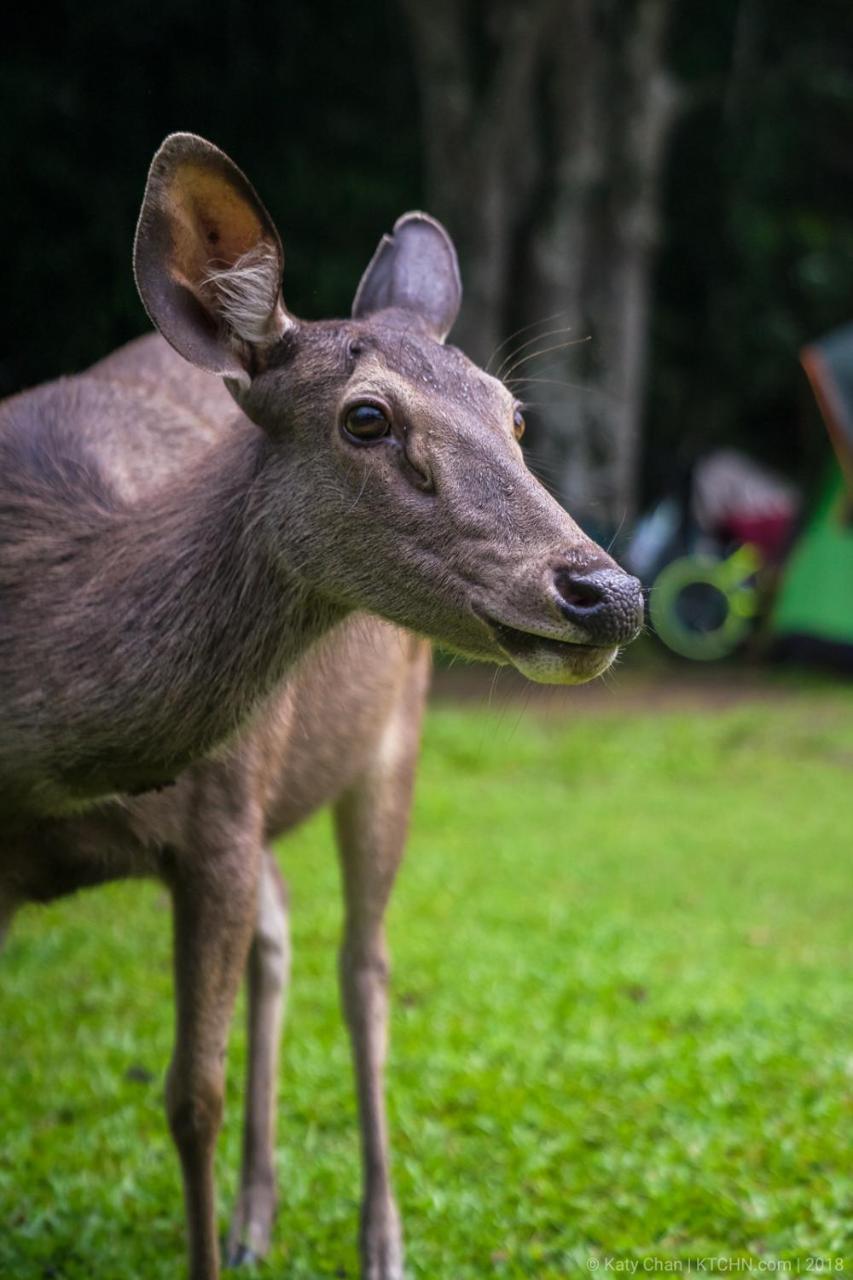Hello Hostel Pak Chong エクステリア 写真